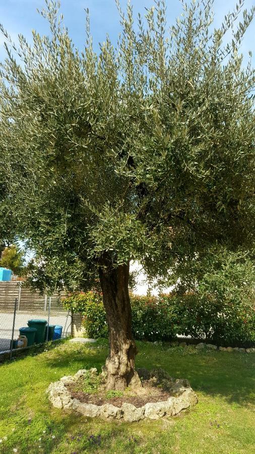 Molinaccio Villa Bracci المظهر الخارجي الصورة